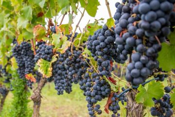 święto wina w zielonej górze