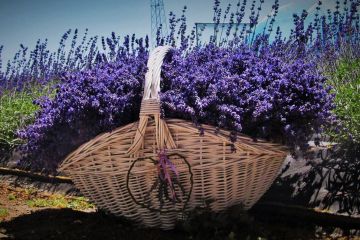 toruń - lawenda kujawska